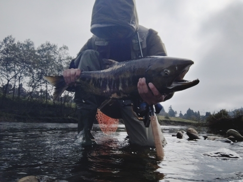 サケの釣果