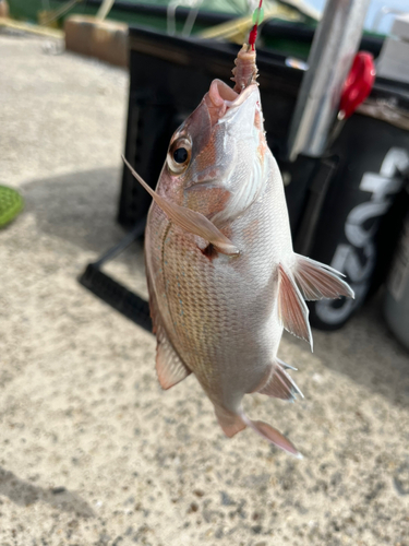 マダイの釣果