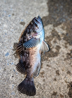 クロソイの釣果