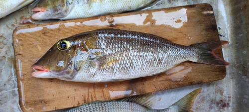 ムネアカクチビの釣果