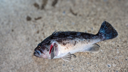 クロソイの釣果