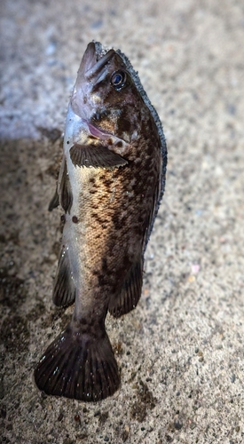 クロソイの釣果