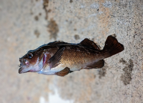 ガヤの釣果