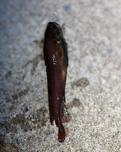 ドンコの釣果