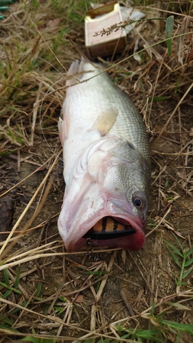 ラージマウスバスの釣果