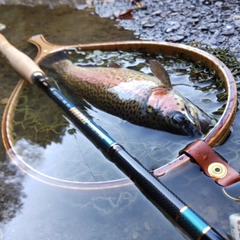 ニジマスの釣果