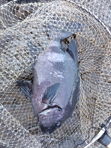 イシダイの釣果