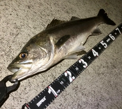 マルスズキの釣果