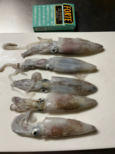 マメイカの釣果