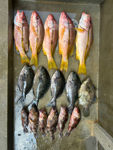 ヨコスジフエダイの釣果