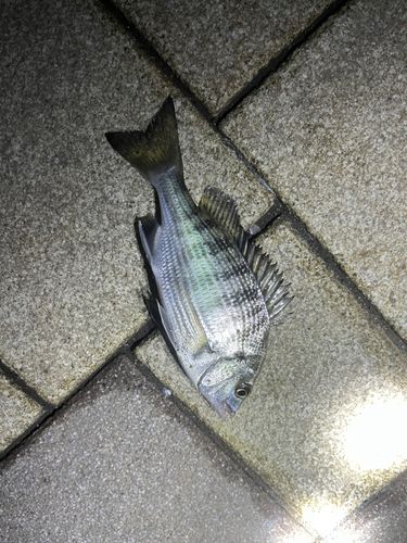 チンチンの釣果