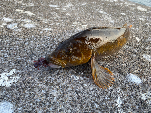 アイナメの釣果