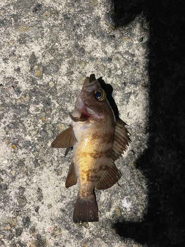 アカメバルの釣果