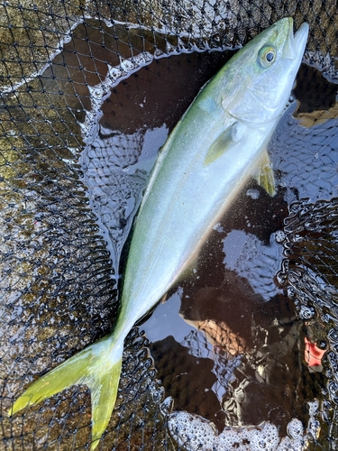 イナダの釣果