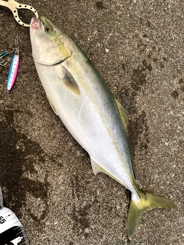 イナダの釣果