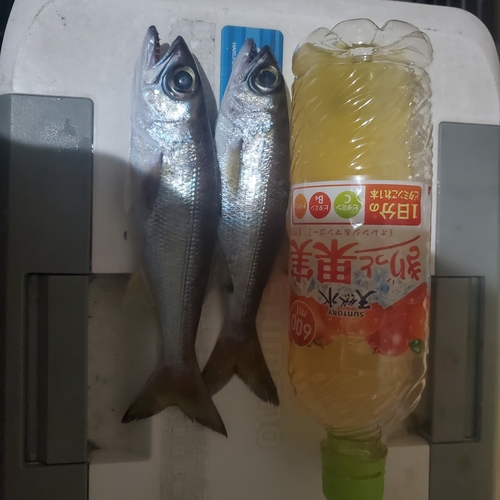 ムツの釣果