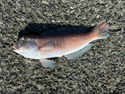 シロアマダイの釣果