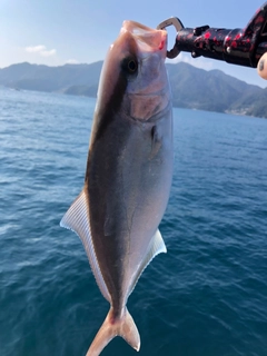 カンパチの釣果