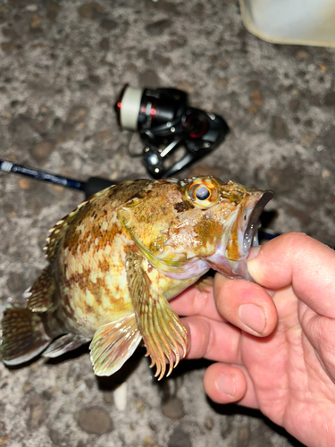 カサゴの釣果