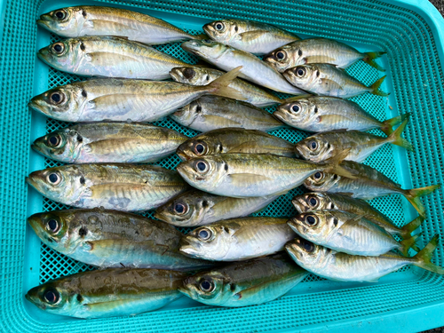 マアジの釣果