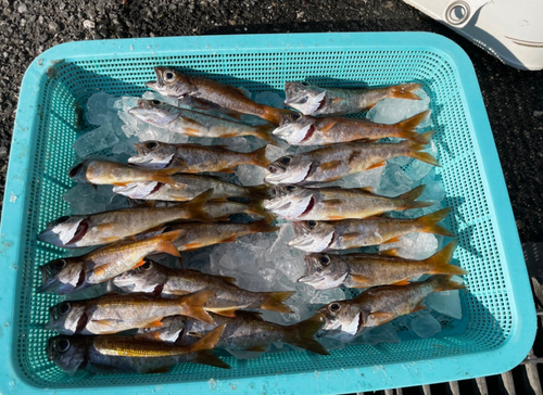 クロムツの釣果