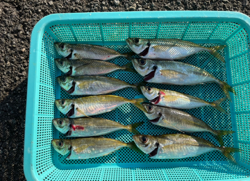 マアジの釣果