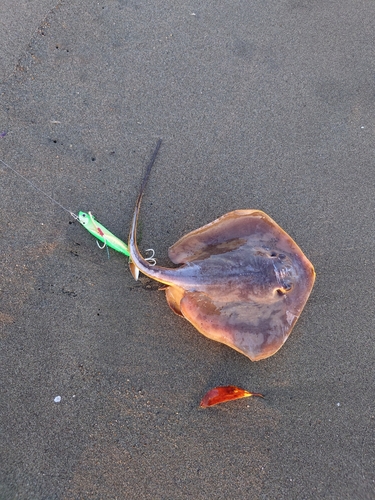 アカエイの釣果