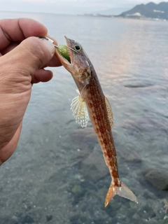 アカエソの釣果