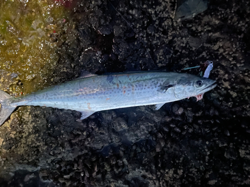 サゴシの釣果