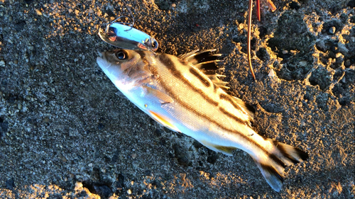 コトヒキの釣果