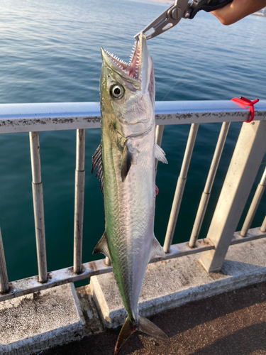 サゴシの釣果