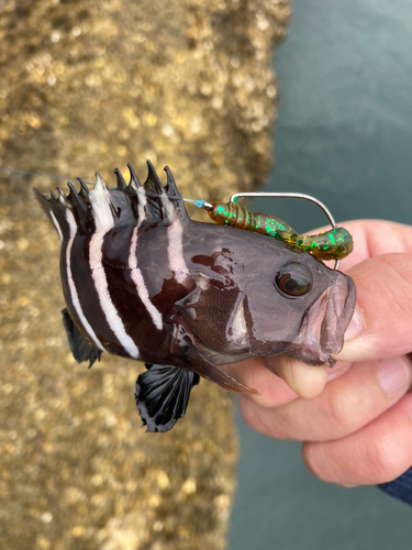 マハタの釣果