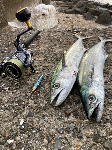 サゴシの釣果