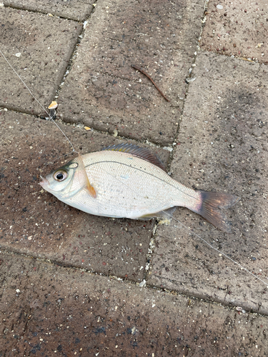 ウミタナゴの釣果