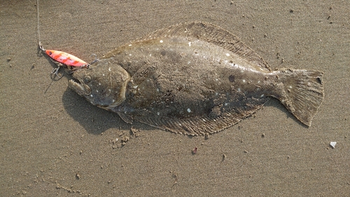 ソゲの釣果