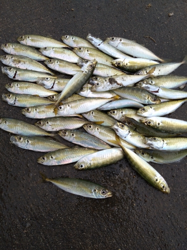 アジの釣果