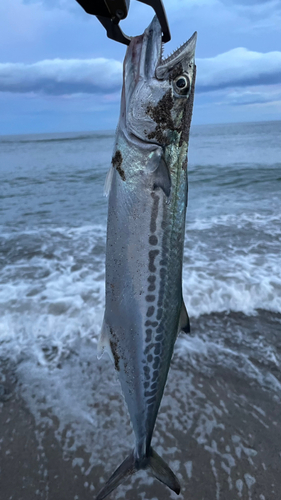 サゴシの釣果