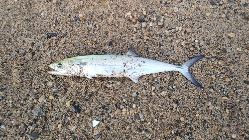 サゴシの釣果