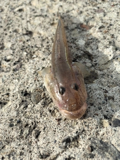 ハゼの釣果