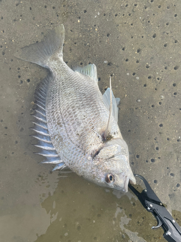 キビレの釣果