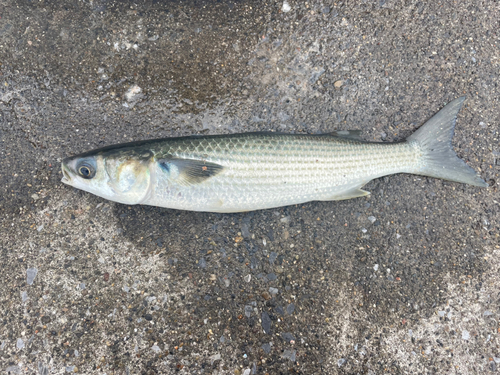 ボラの釣果