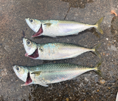 サバの釣果