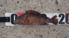 カサゴの釣果