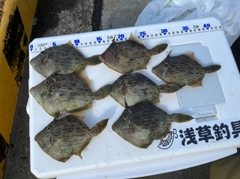 カワハギの釣果