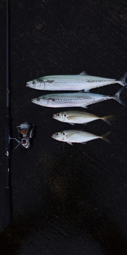 サゴシの釣果