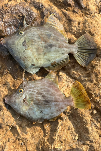 カワハギの釣果