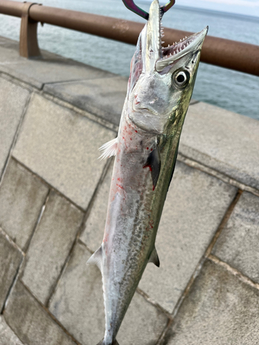 サゴシの釣果