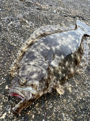 ヒラメの釣果