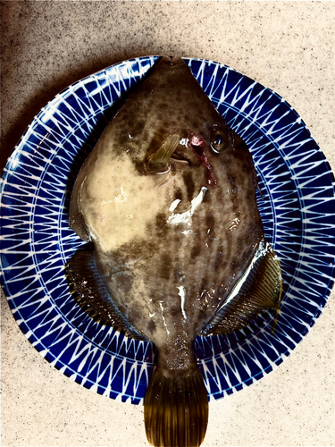 カワハギの釣果