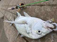 オニヒラアジの釣果